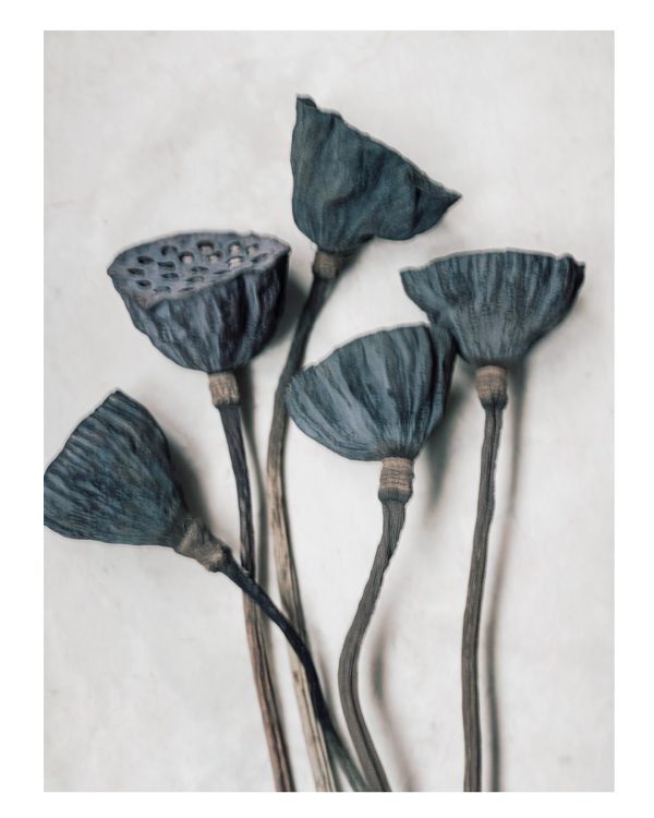 Art print Blue lotus med fröställningar från lotusblomman Soul Image