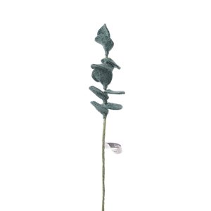 Evighetsblomma eucalyptus av ull från Aveva