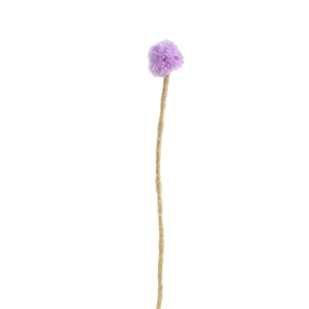 Evighetsblomma Kanada tistel av ull från Aveva