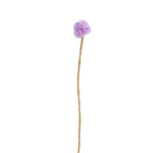 Evighetsblomma Kanada tistel av ull från Aveva