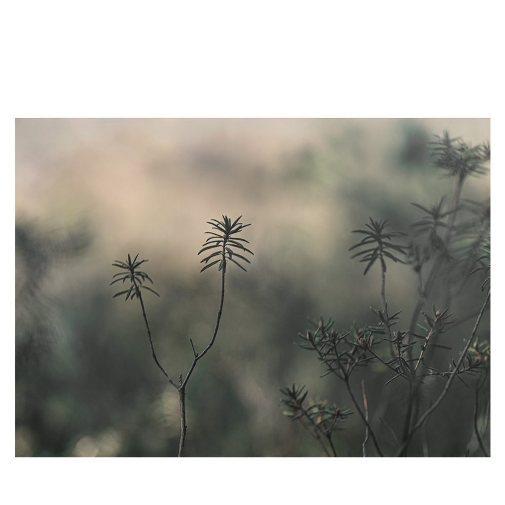 Art print Magic Light från Soul Image