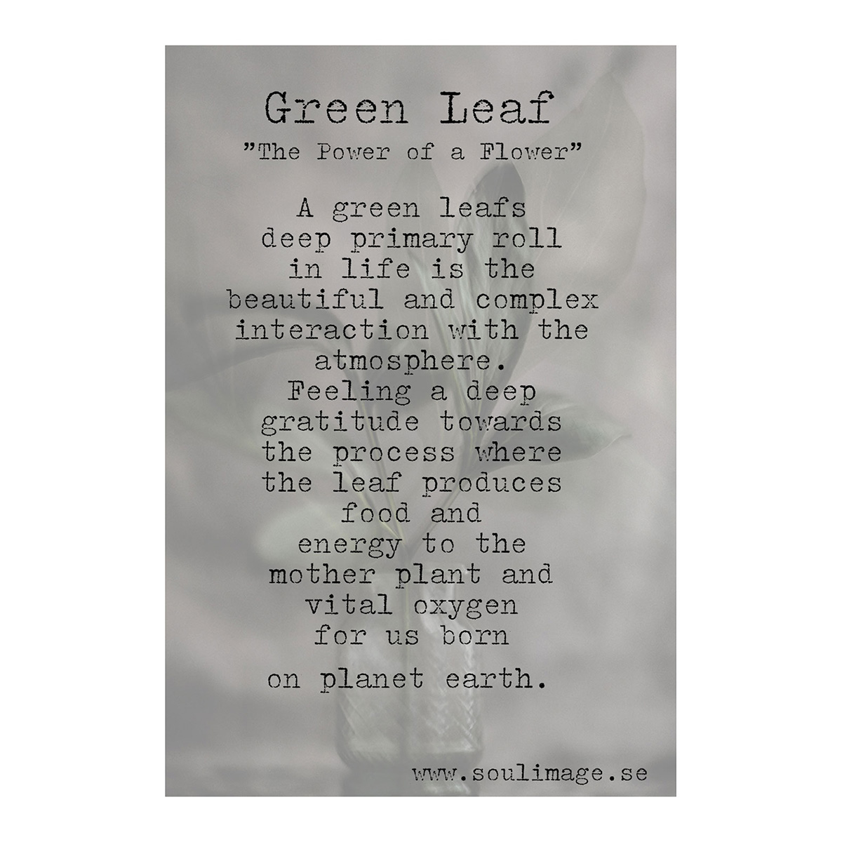 Green Leaf - "The Power of a flower" - Bild 2