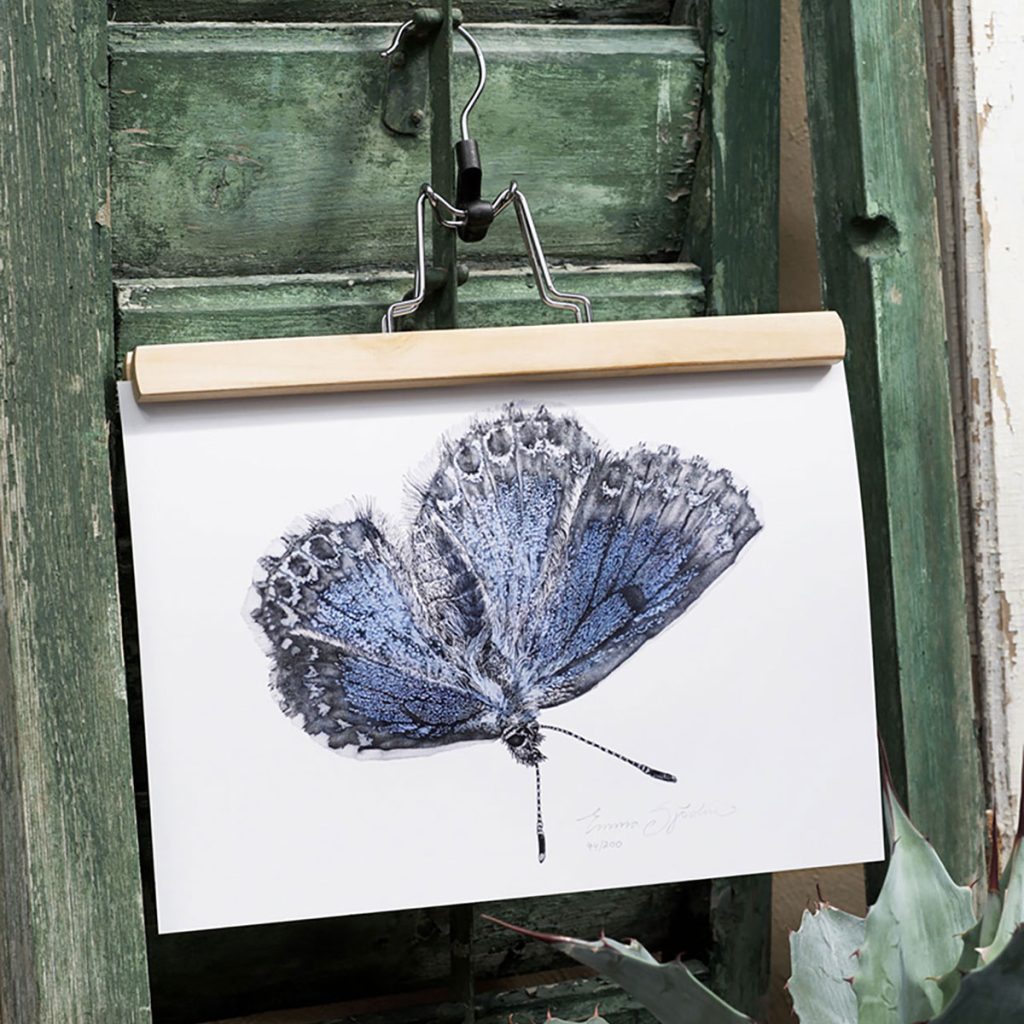 Artprint Blåvinge 21x30 cm från Emma Sjödin